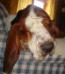 basset hound