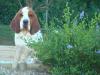 basset hound