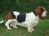 basset hound