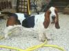 basset-hound