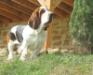 basset hound male domtom