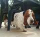 basset hound