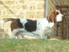 basset hound