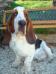 basset hound portrait