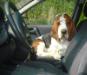 basset hound