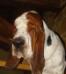 basset hound