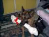 Tonka and his Christmas present