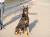 TOP DOBE
