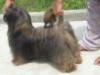 MY LHAZA APSO PUPPY