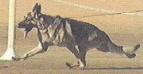 Movement picture of Gonvi Ruklakar's Manny 