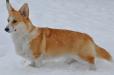 Tilly in the snow