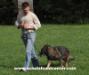Schutzhund obedience training