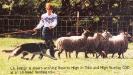 Kansten's Britten Working Sheep