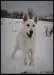 Akeela (called FURIA) 