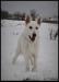 Akeela (called FURIA) 