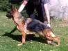 Training