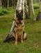 Amo 5 month old
