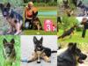 compilation