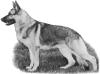Tannenwald's Igor