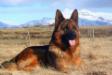 The Top German Shepherd in Iceland 2012!!