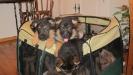 Nia A Litter