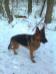 LORIE VON TURIA DRIMAS WITH HER FIRST SNOW IN GERMANY....
