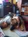 Resting