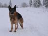 Leon in snow