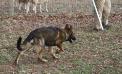 herding in the "round pen"