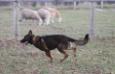 herding in the "round pen"