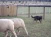 herding in the "round pen"