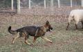 herding in the "round pen"