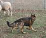 herding in the "round pen"