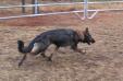 herding in the "round pen"