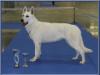 Tara Chelsey Donnevara - BOB National Dog Show Brno 2013