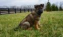 Xochi 10 weeks old