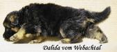 Other pictures of Dalida vom Webachtal