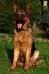 ILBO with 20 months....