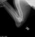 Angus - Right elbow x-ray (34 months old)