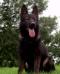 Wolf, working