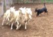 Herding Instinct Testing