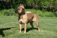 Winning Colors Bullmastiffs - CH Incredibulls Destiny x CH Winning Colors Perfecta