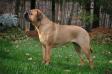 Winning Colors Bullmastiffs - CH Incredibulls Destiny x CH Winning Colors Perfecta