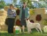 Winning Colors Bullmastiffs - CH Incredibulls Destiny x CH Winning Colors Perfecta