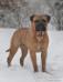Winning Colors Bullmastiffs - CH Incredibulls Destiny x CH Winning Colors Perfecta