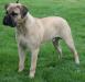 Winning Colors Bullmastiffs - CH Incredibulls Destiny x CH Winning Colors Perfecta