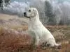 Golden retriever Bella My Joy