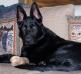 Pharaoh vom Banach-5 months