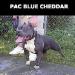  Pac Blue Cheddar