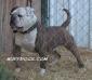 Dailey's Tyson